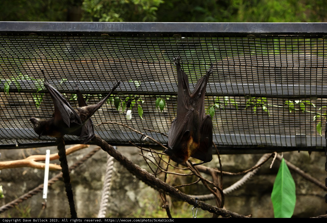 The Upside Down World of Bats
