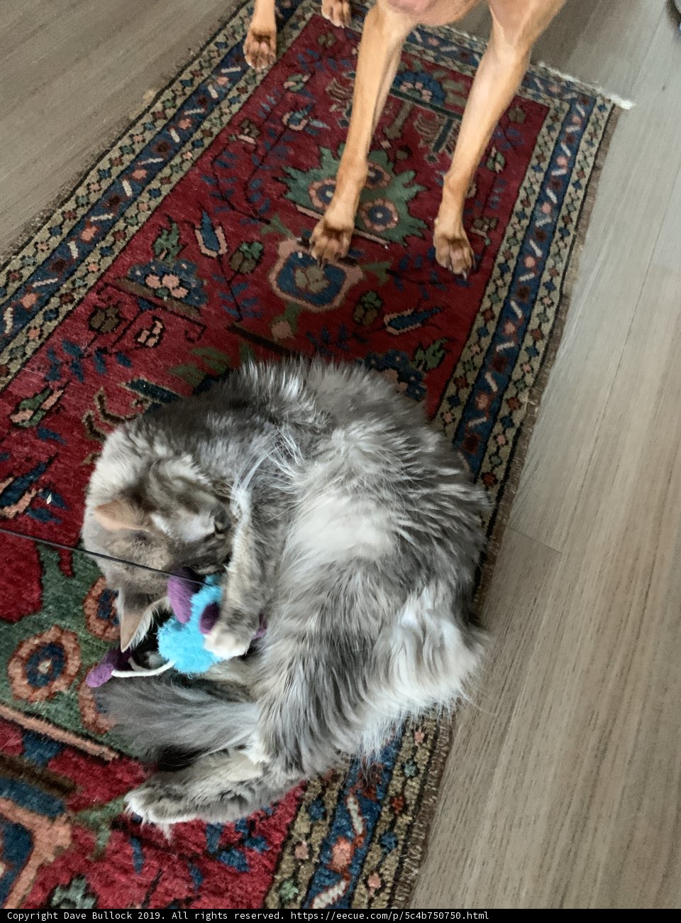 Furry Friends and Fun Toys