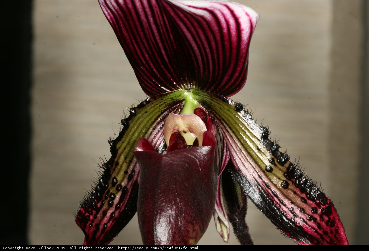 Vibrant Red and Black Orchid