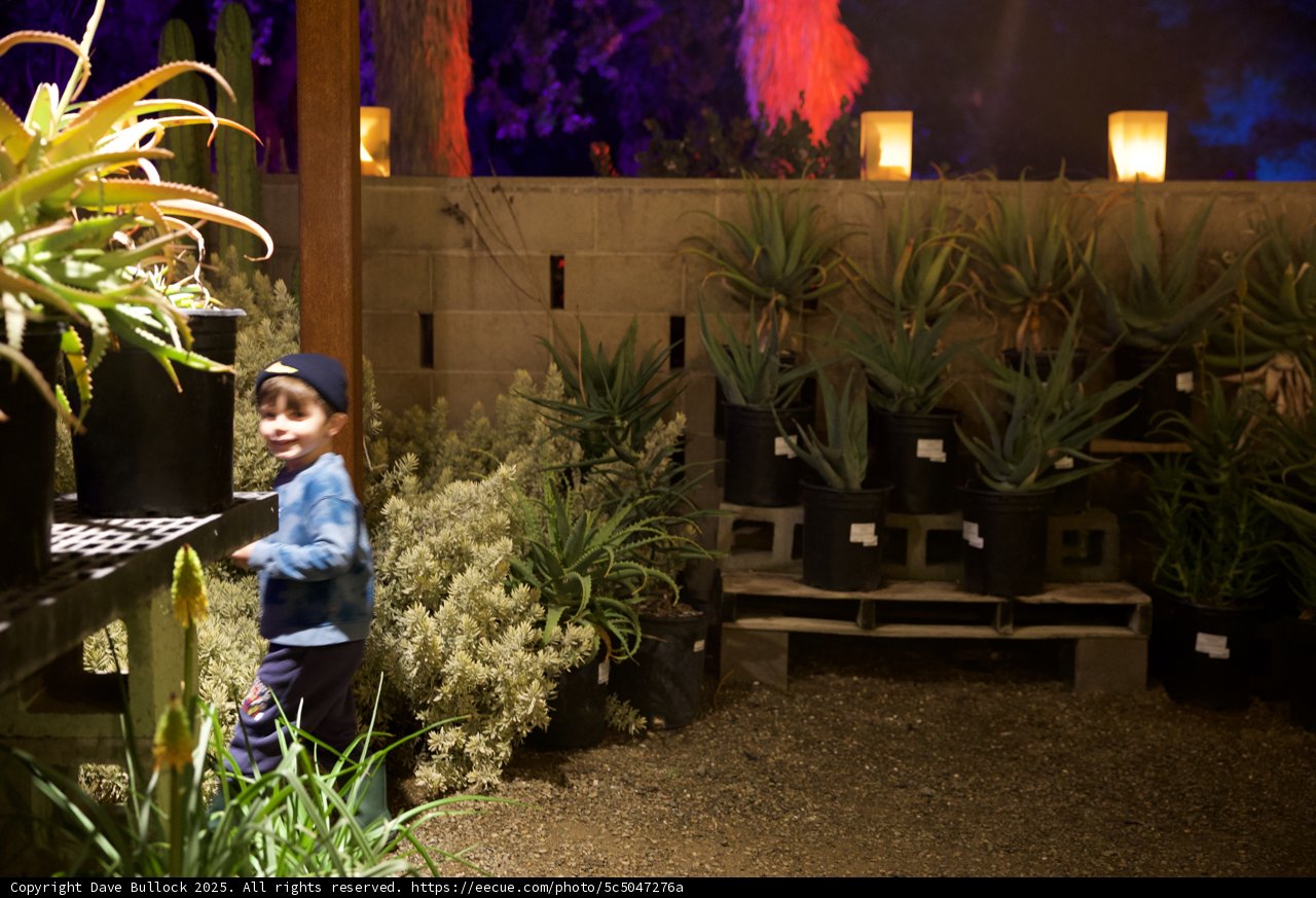 Enchanted Evening Stroll in the Garden