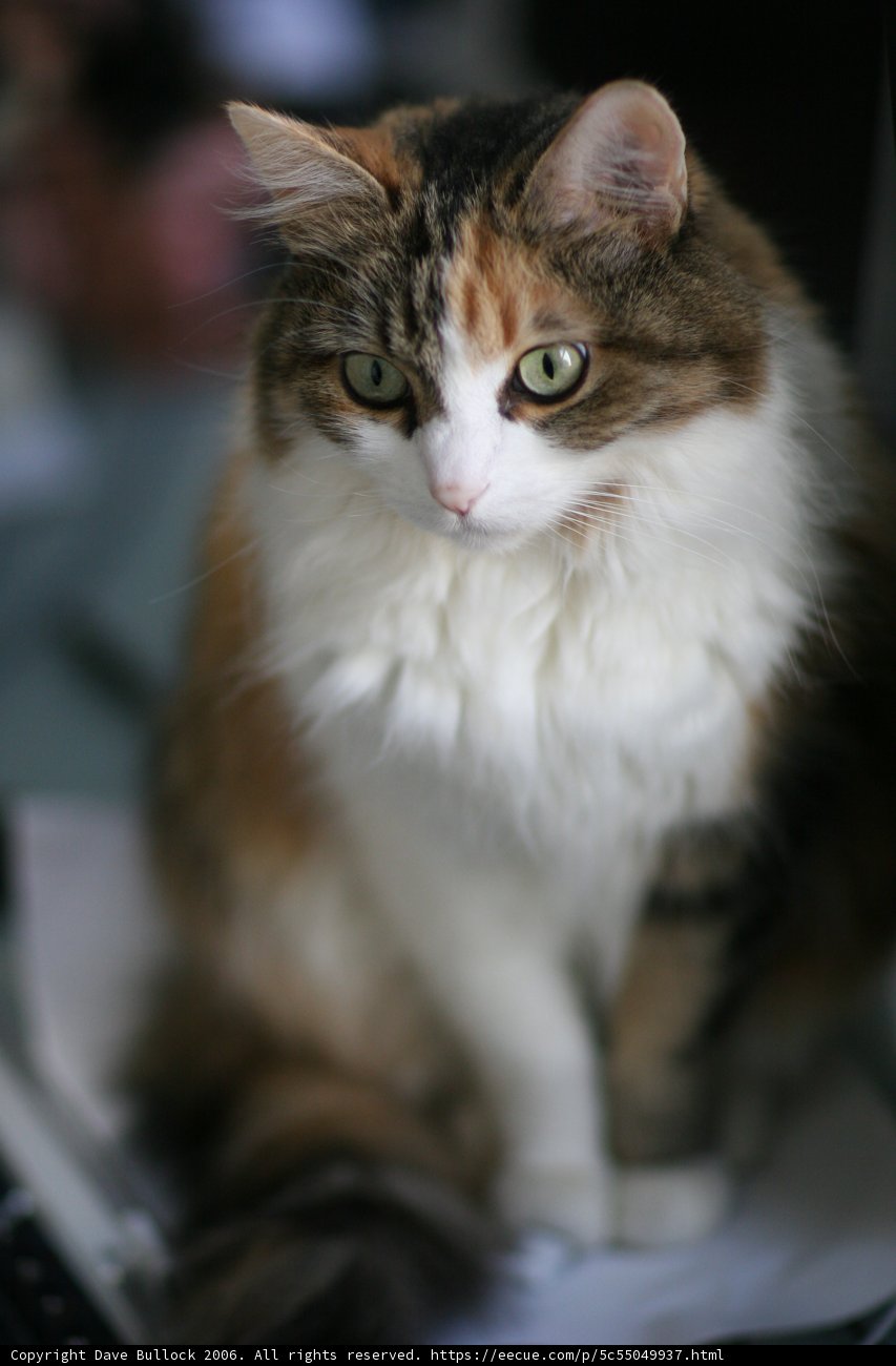 The Purrfect Desk Companion