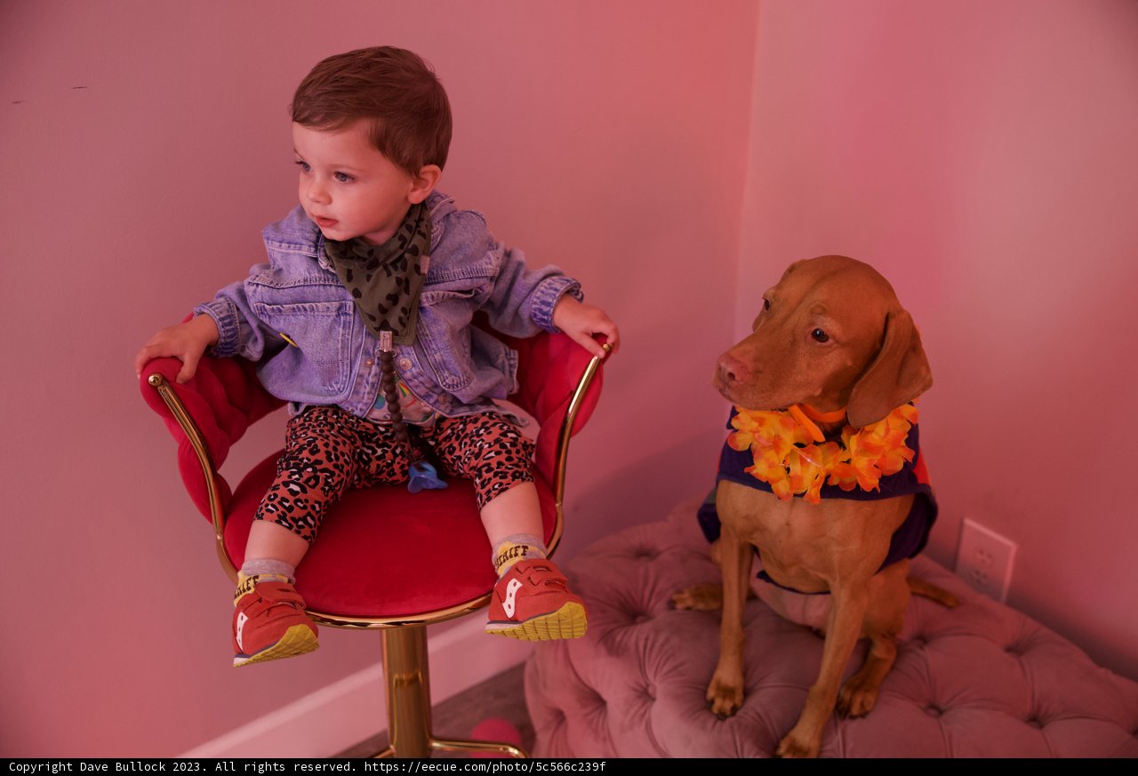 A Birthday Bond: Wesley's Canine Friend