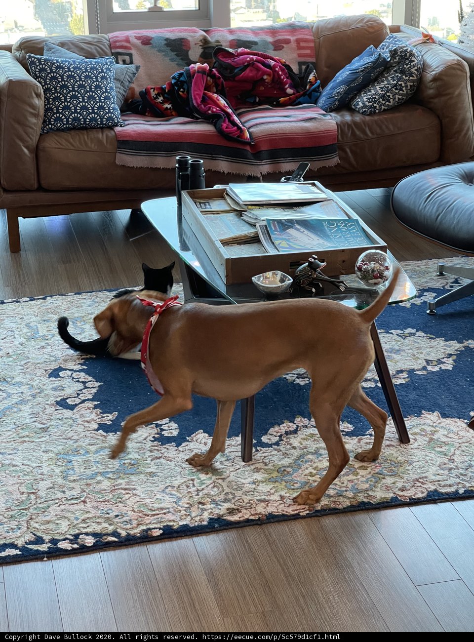 Furry Friends in the Living Room
