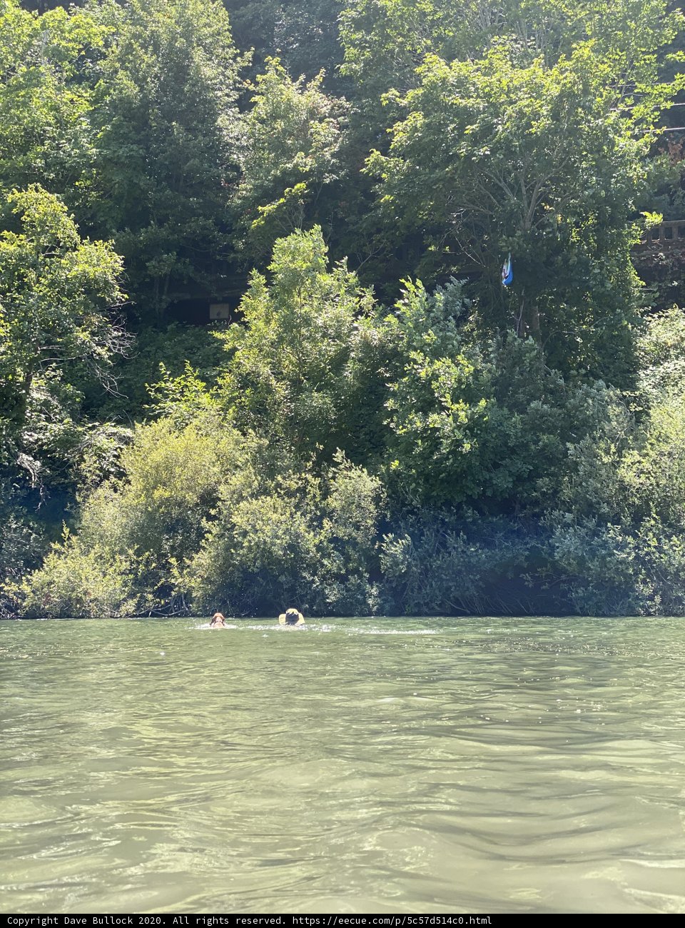 Serenity by the Forest Lake