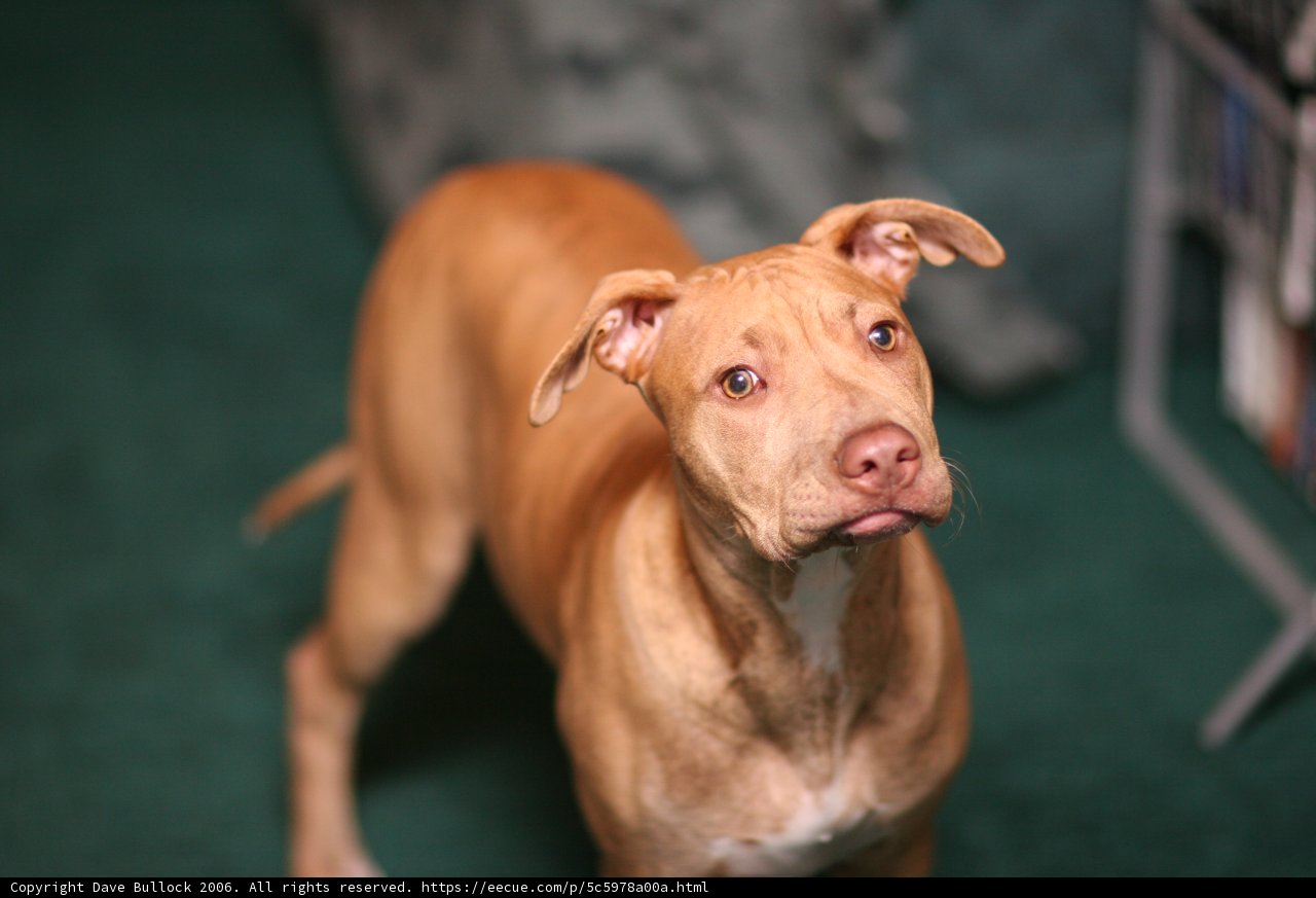 A Canine's Curiosity