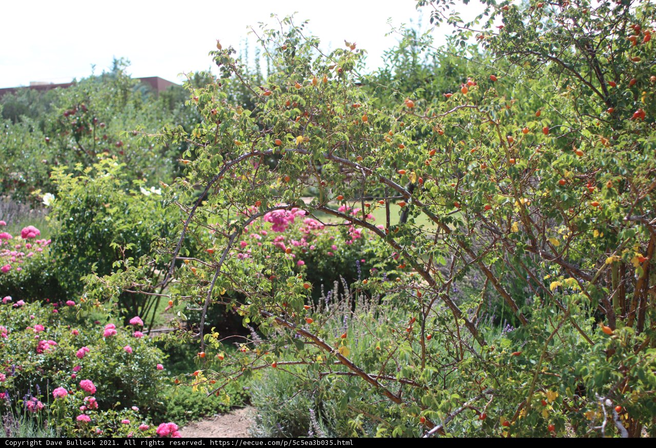 Bursting with Color: A Geranium Bush in Full Bloom