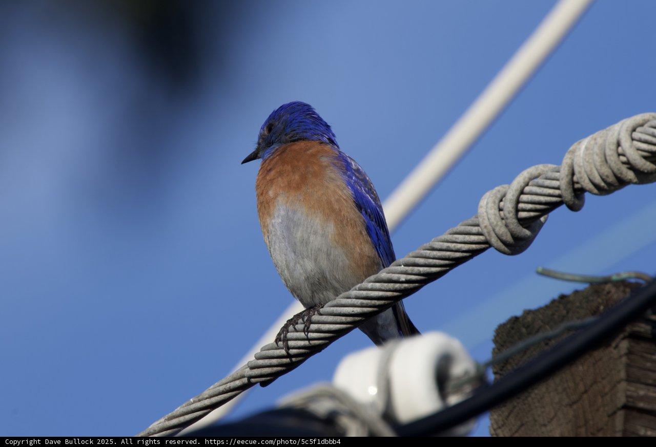 **Perched Elegance**