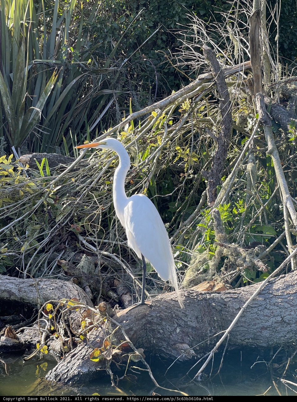 Majestic Stork Heron