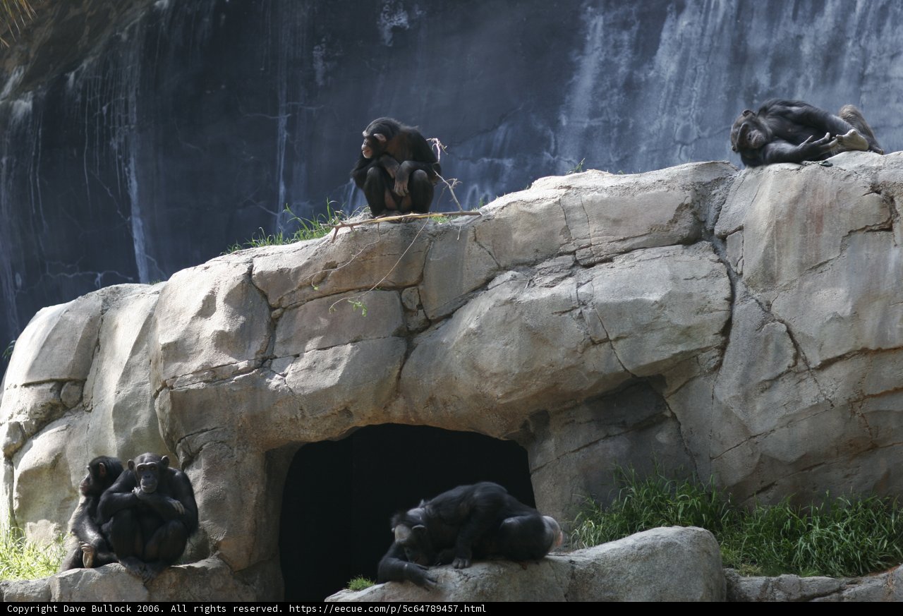 Chimp Relaxation Time