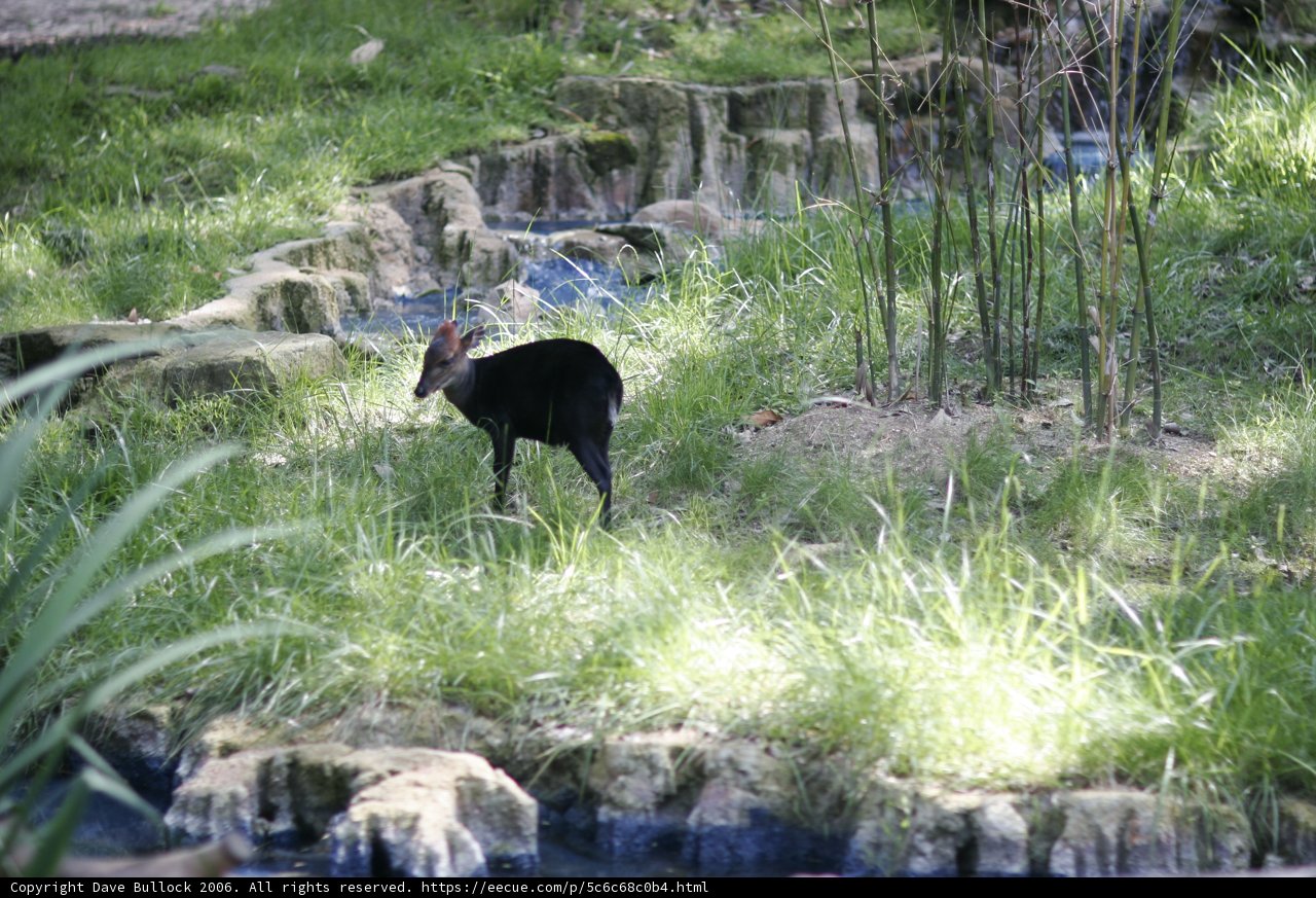 Wildlife in the Grass