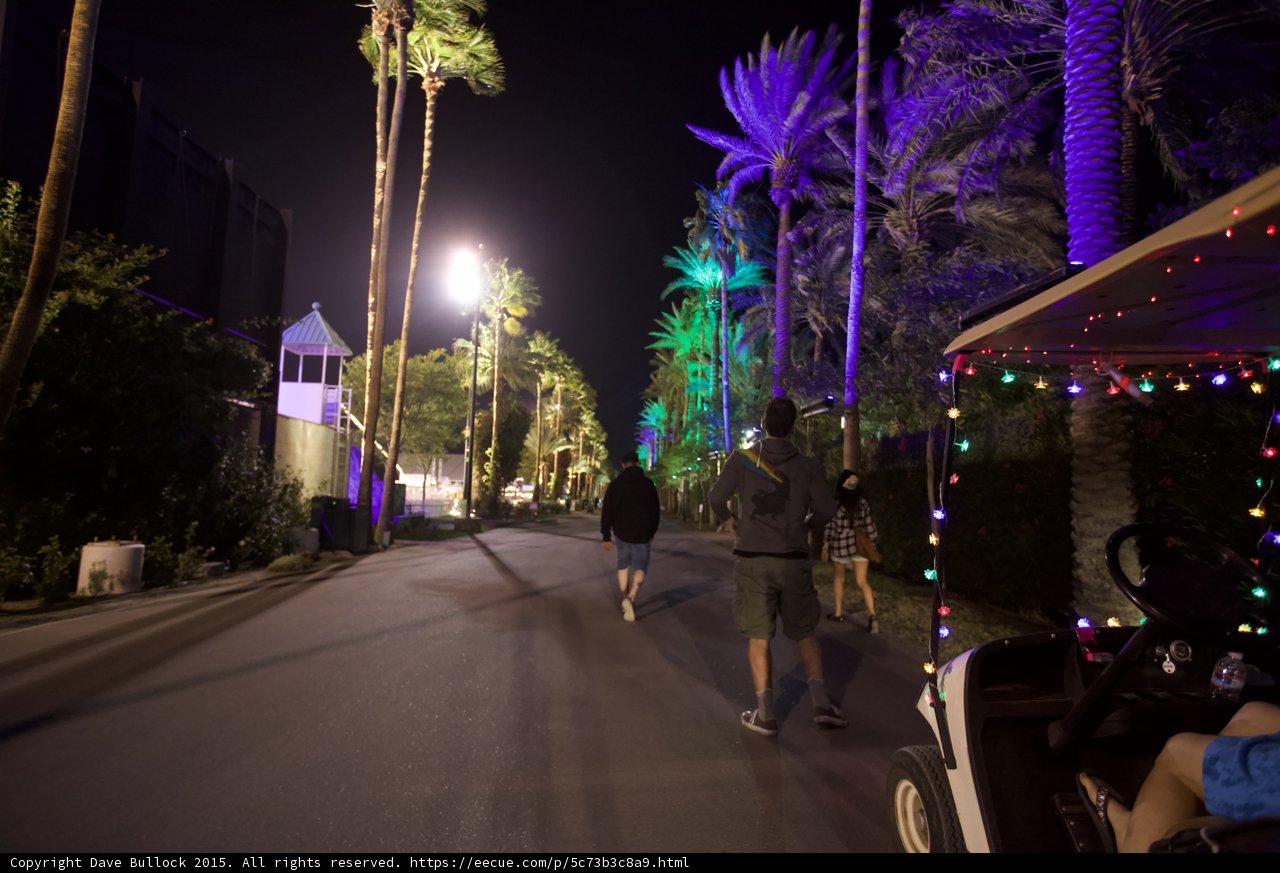 Palm Tree Promenade