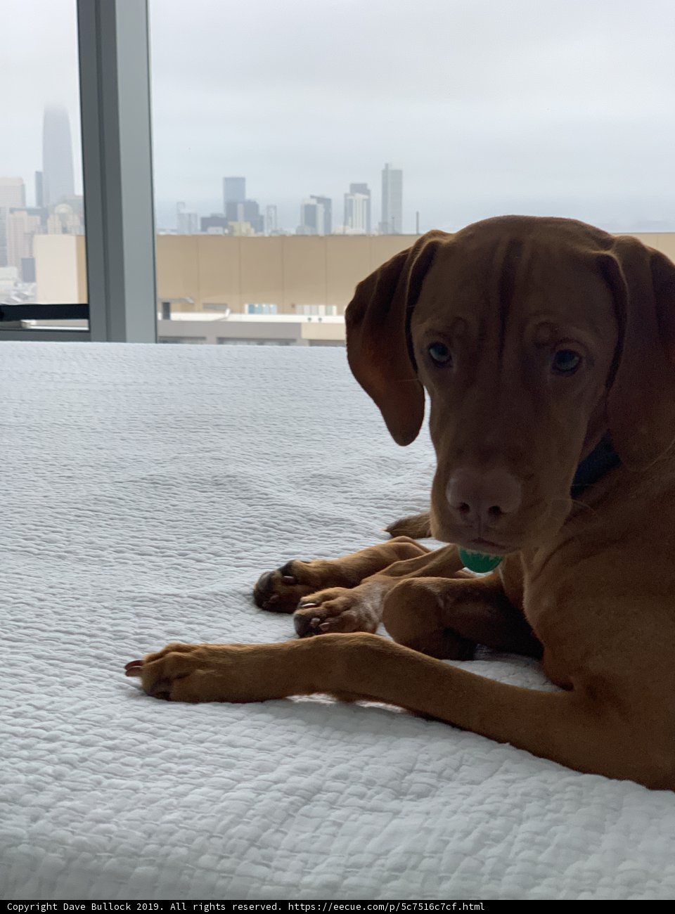 City Pup