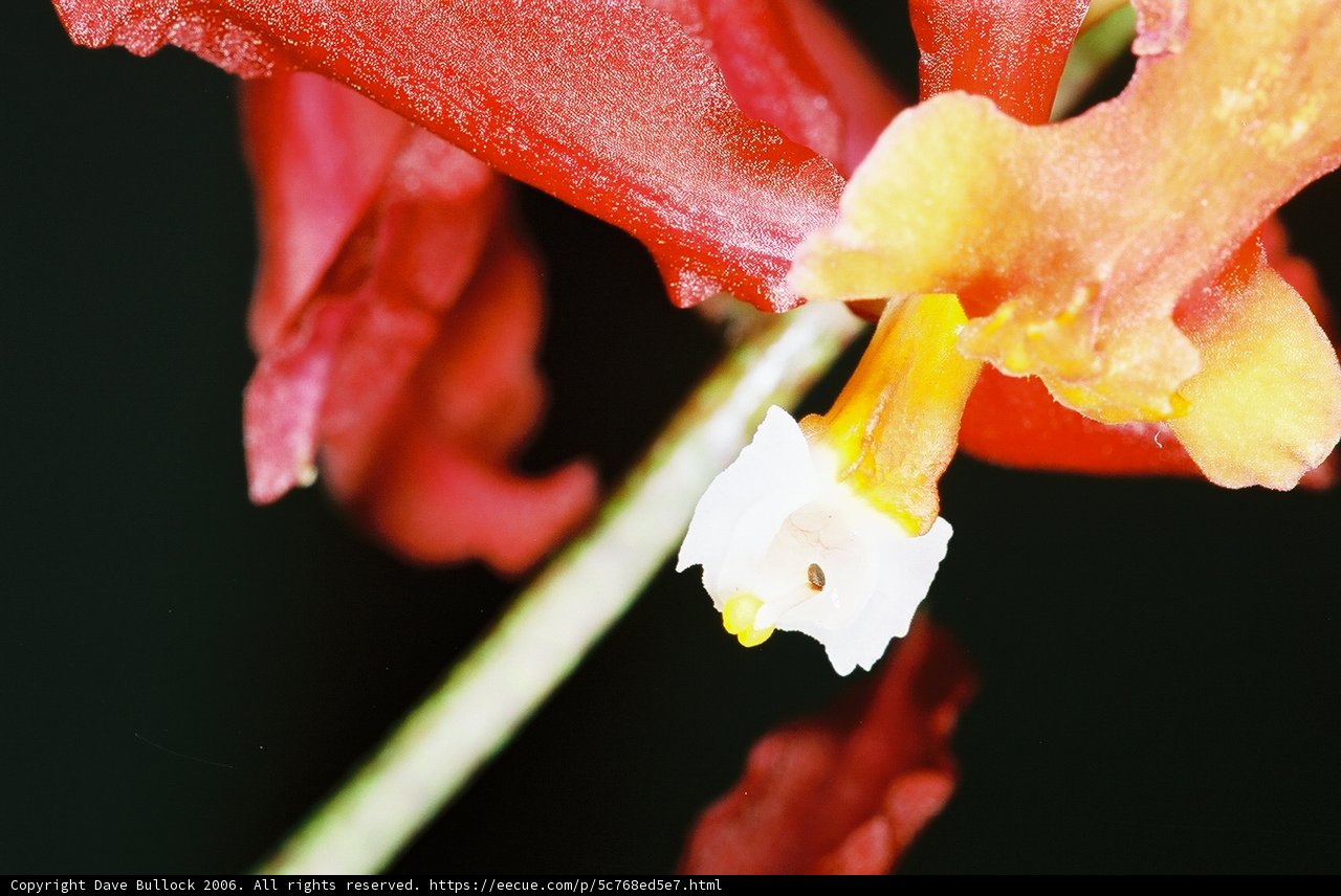 Vibrant Red and Yellow Flower