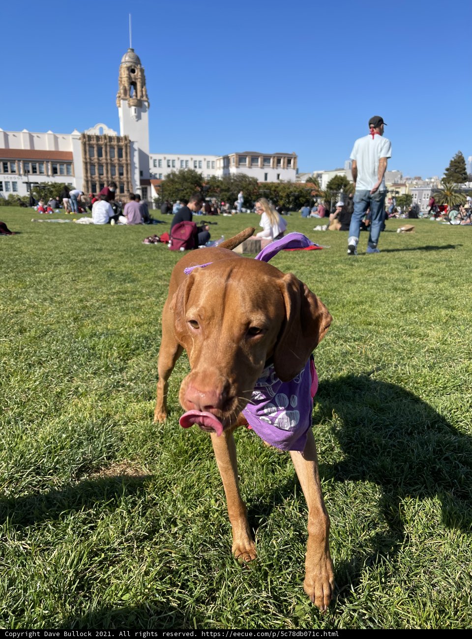 Park Pup with a Splash of Purple