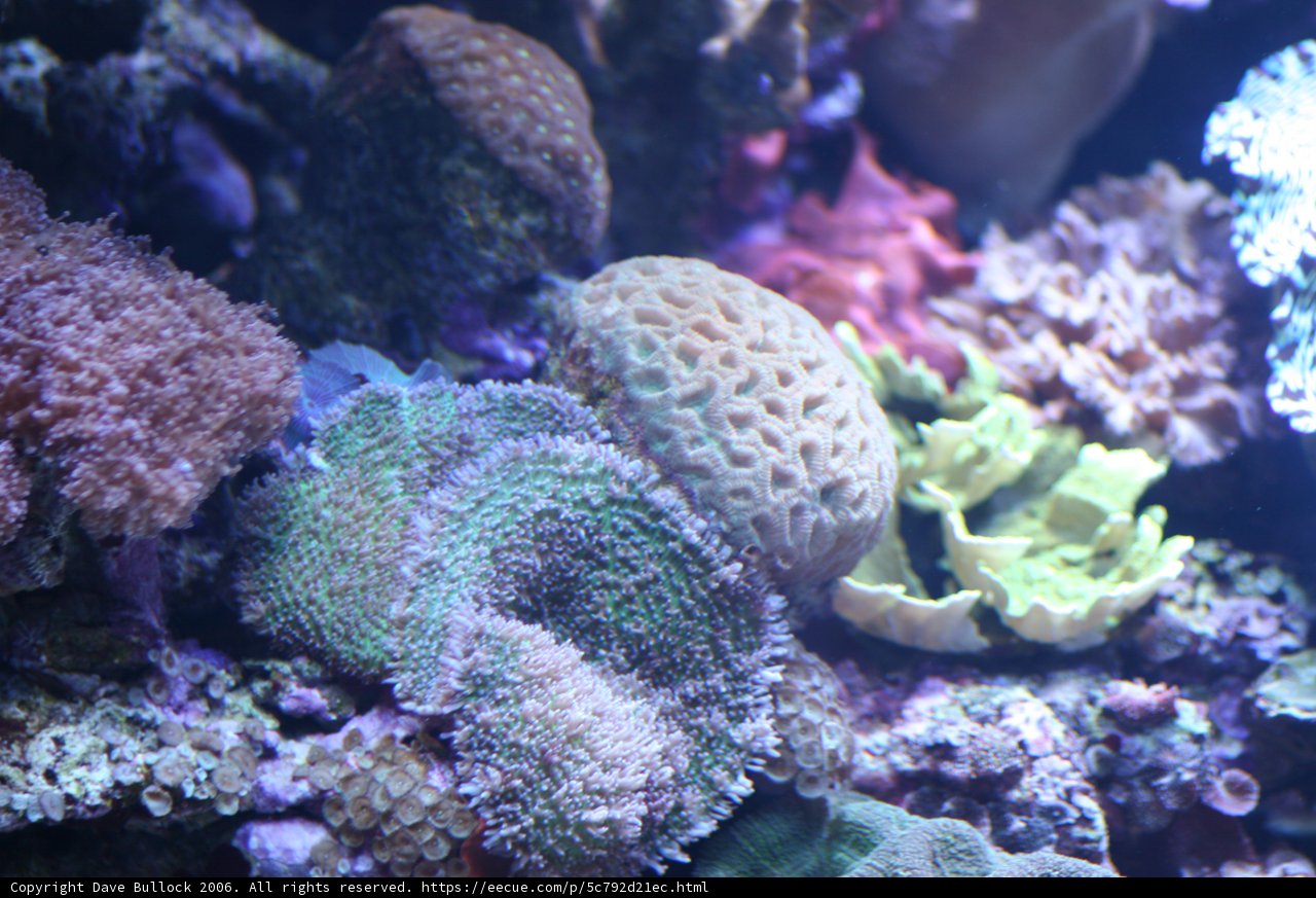 A Diverse and Vibrant Coral Reef