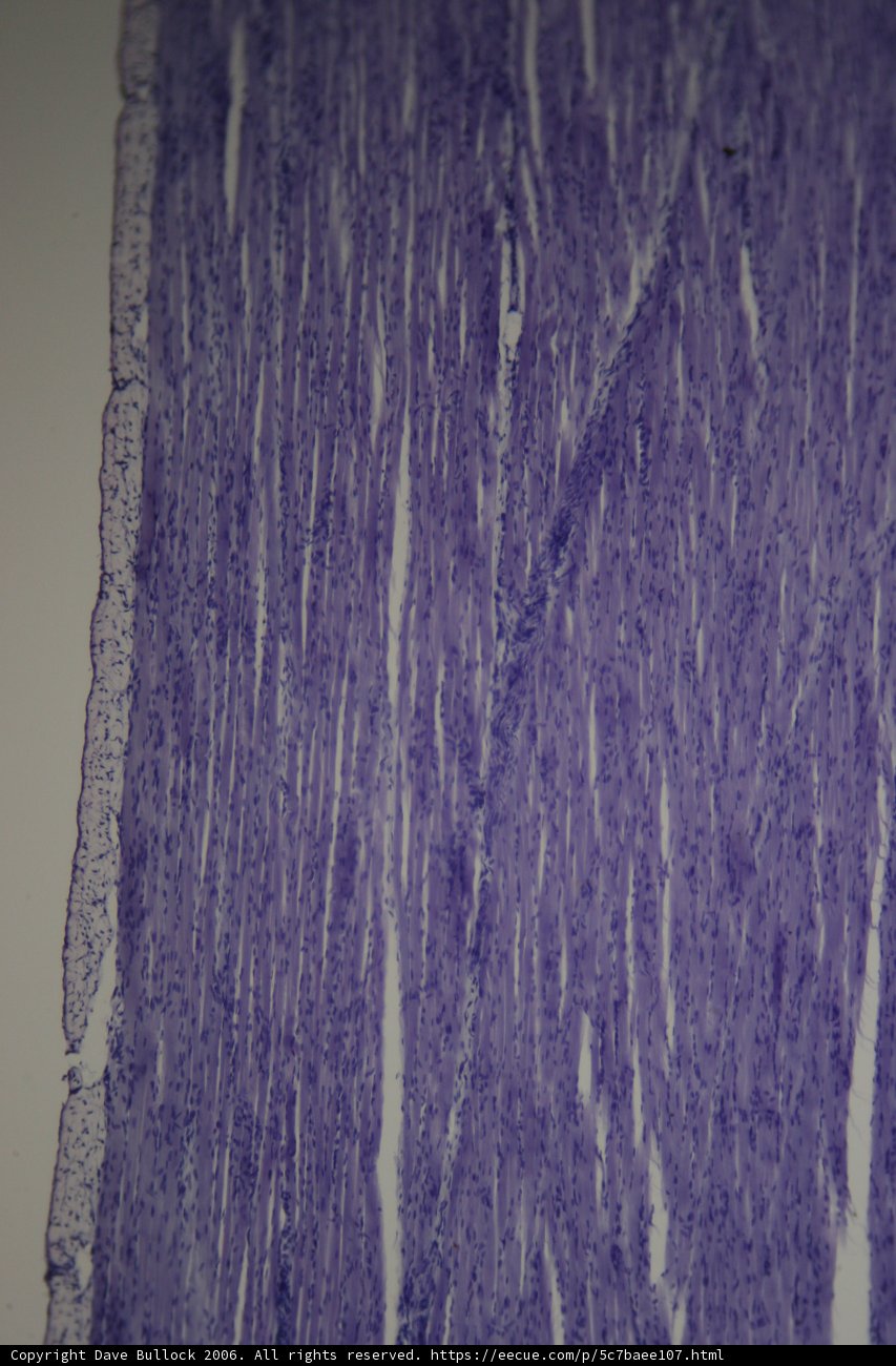 Purple Texture