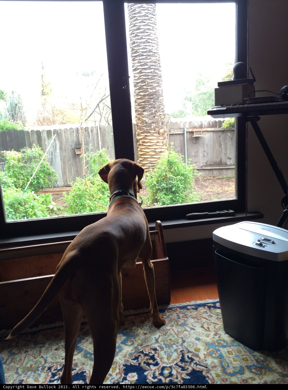 Canine curiosity