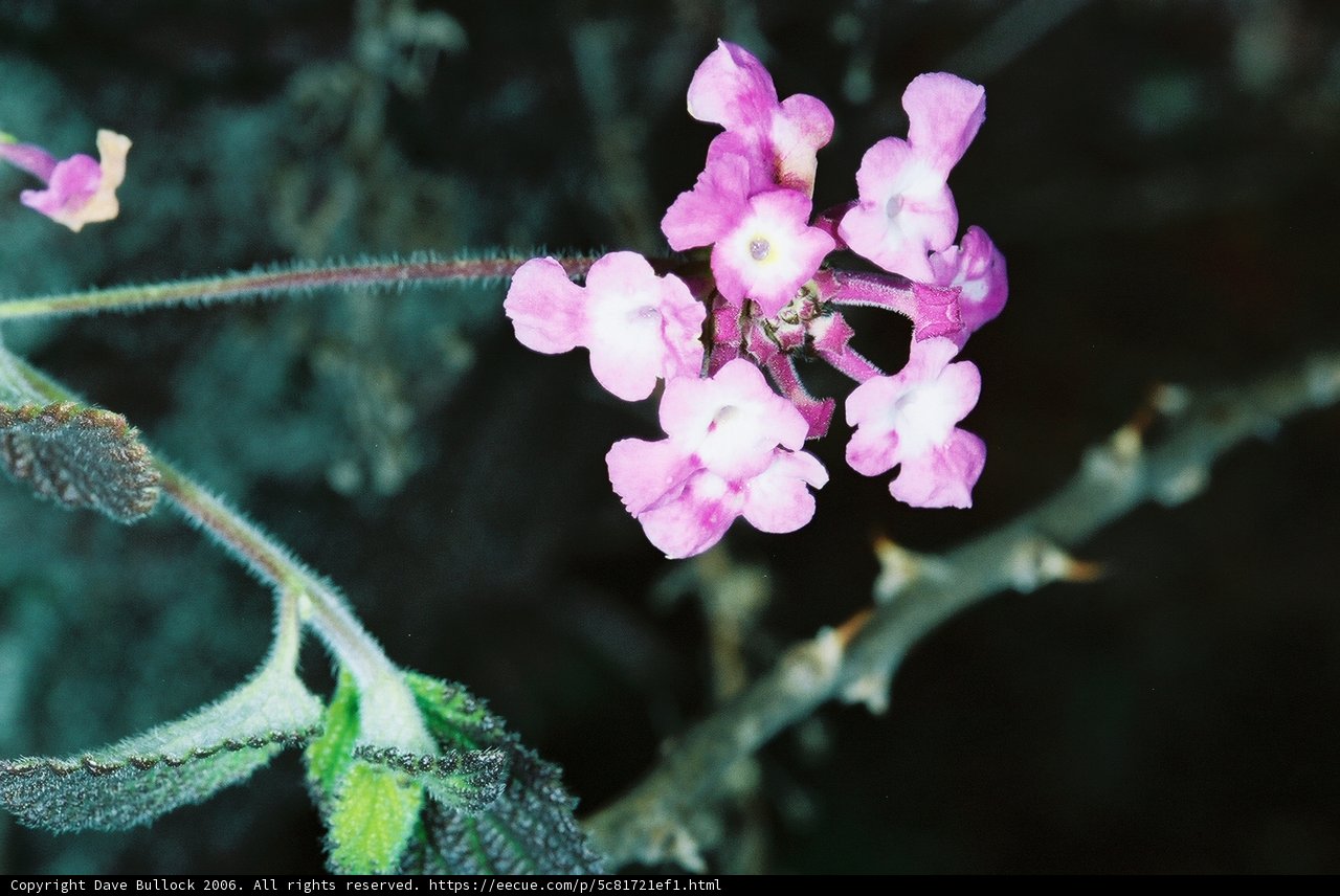 Pink Geranium