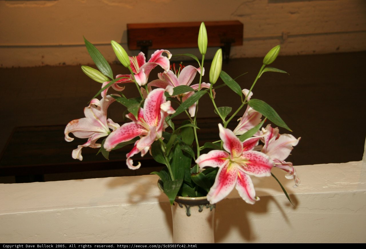 Beauty in Bloom