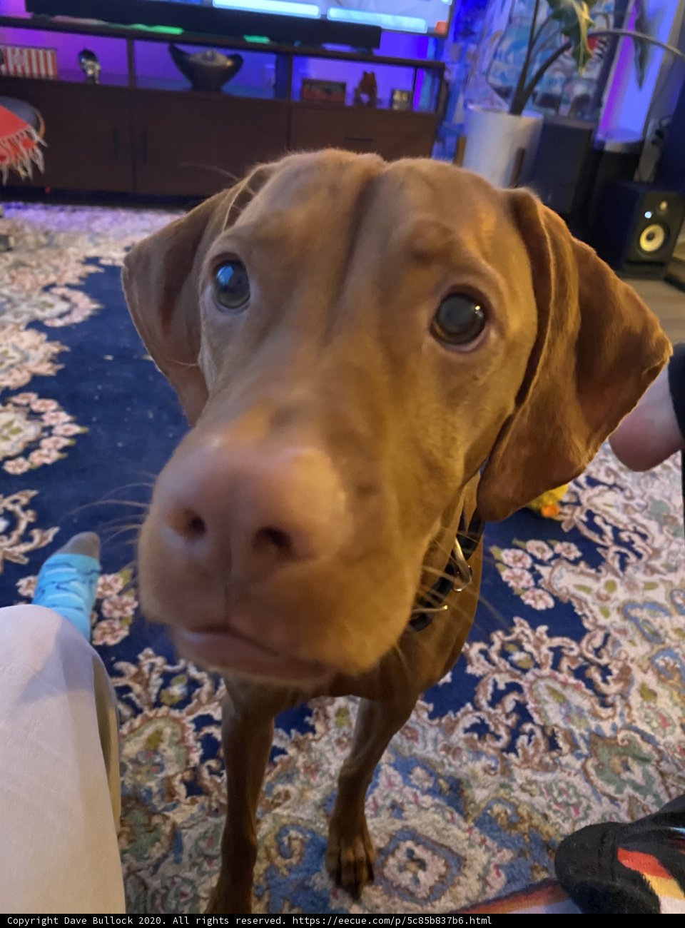 Adorable Vizsla Puppy