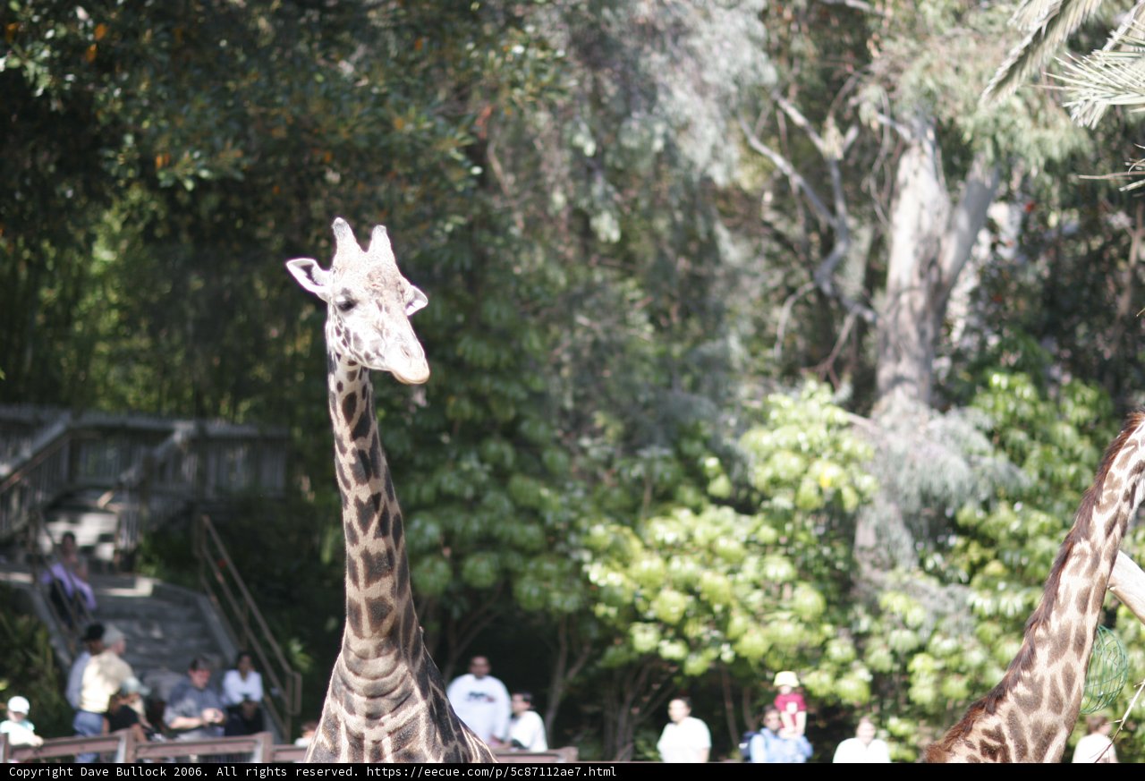 Tall and Majestic
