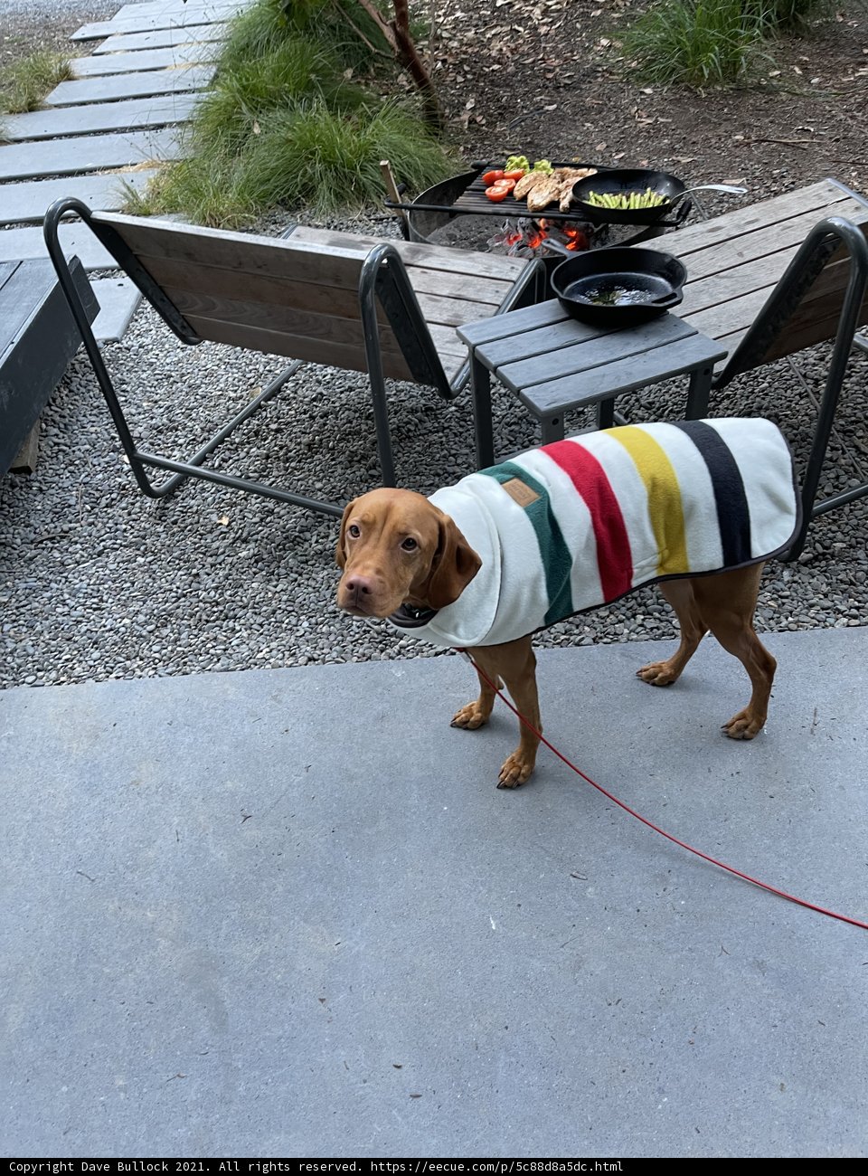 Stylish Pup on a Stroll