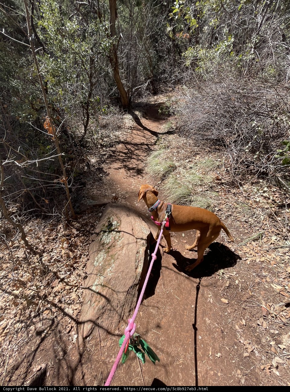 A Canine Adventure in Coconino National Forest