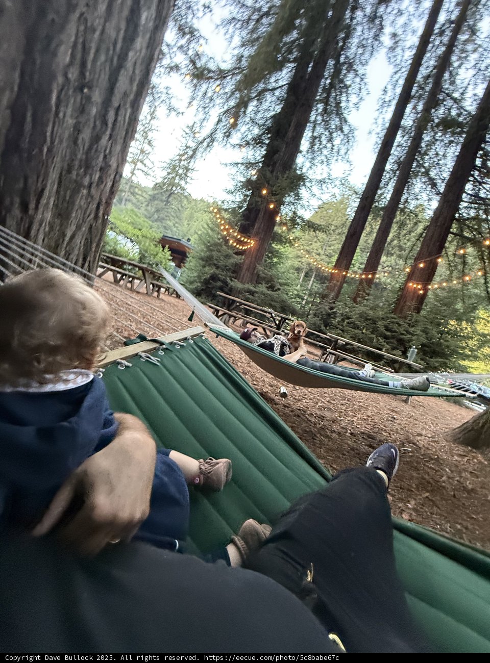Hammock Adventures in the Redwood Grove