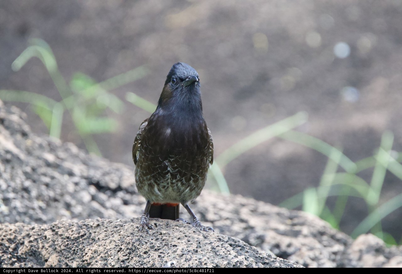 Majestic Gaze of a Finch at Honolulu Zoo