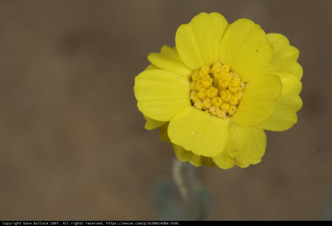 Sunny Daisy