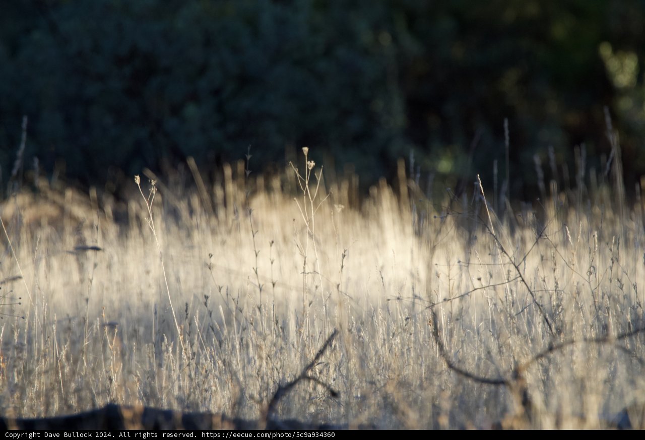Winter's Whisper at Firefall Ranch