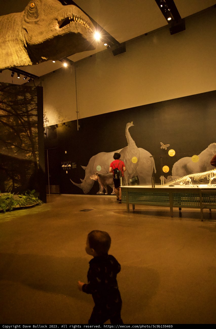Wesley's Dinosaur Adventure at the Museum
