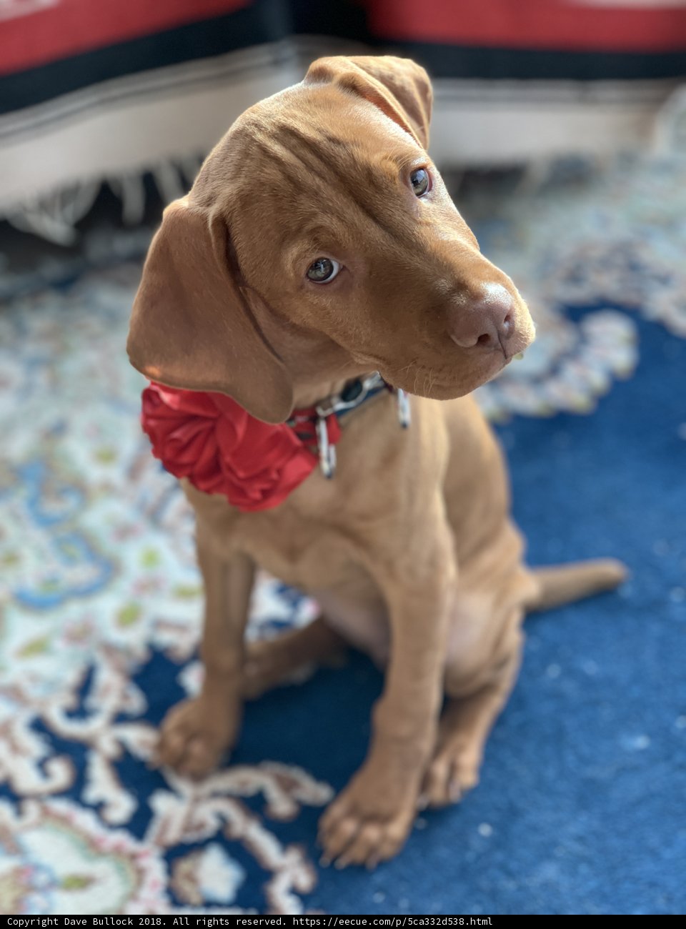 Festive Vizsla