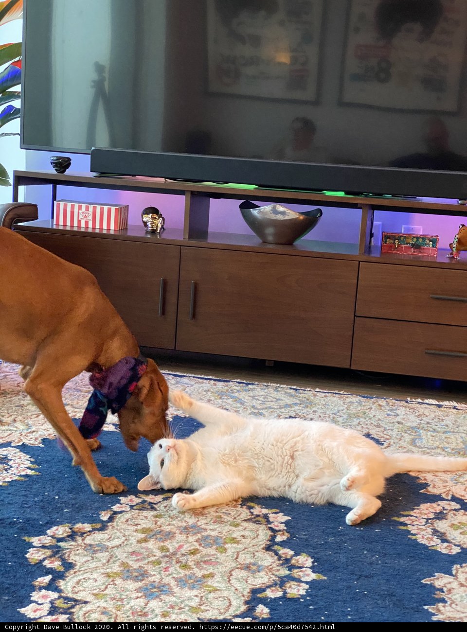Furry Friends' Playdate