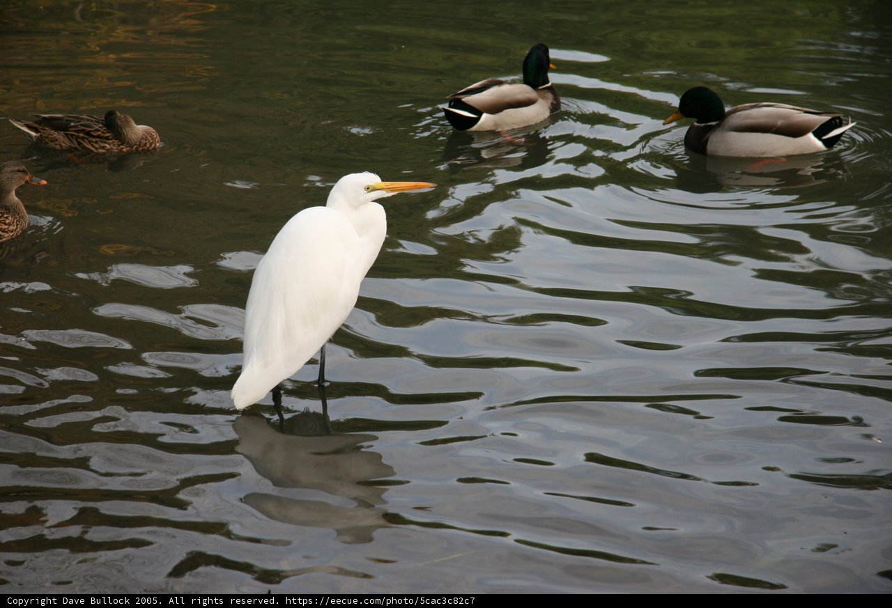 Feathered Friends