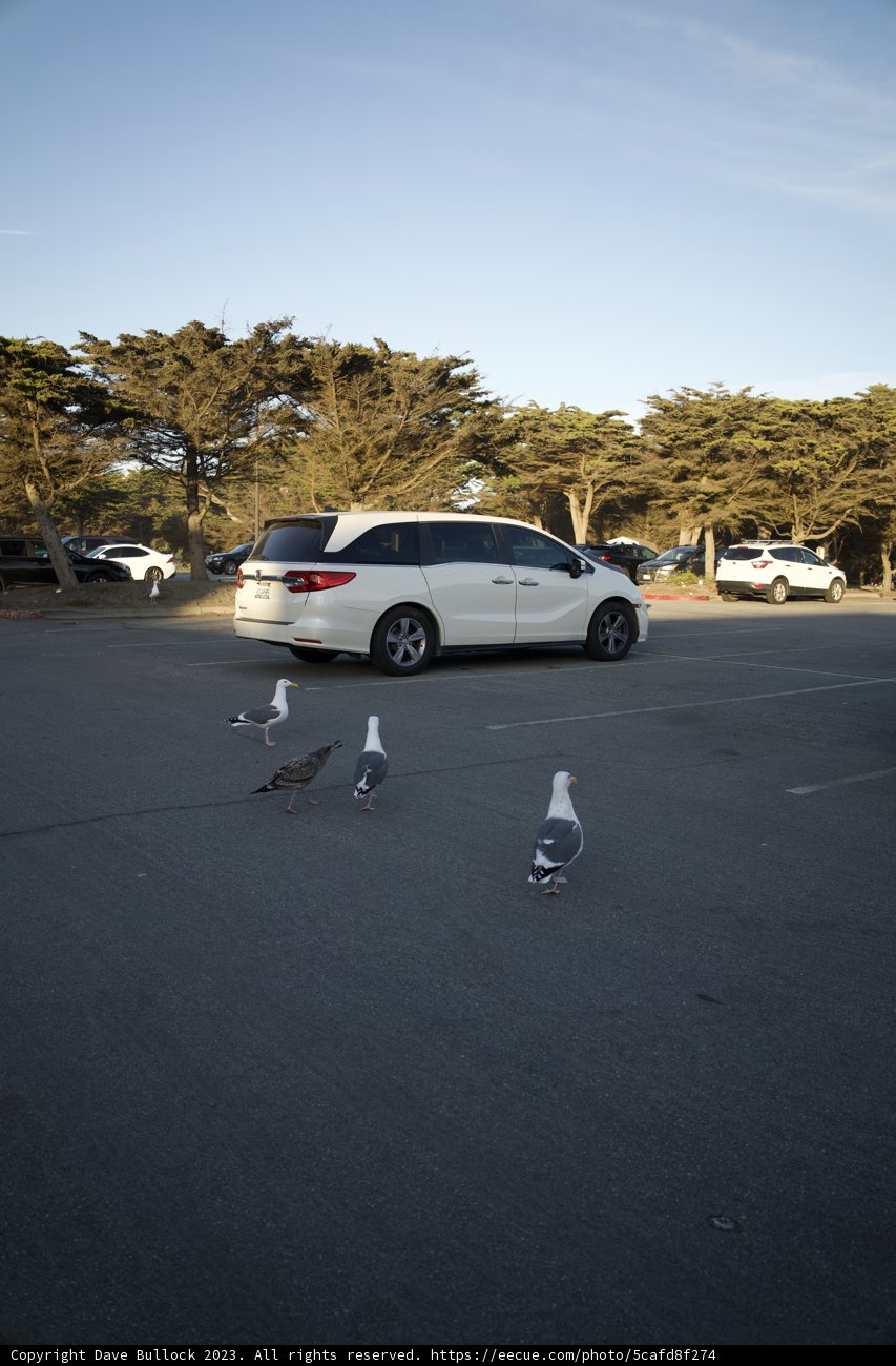 Feathered Friends in the Urban Jungle