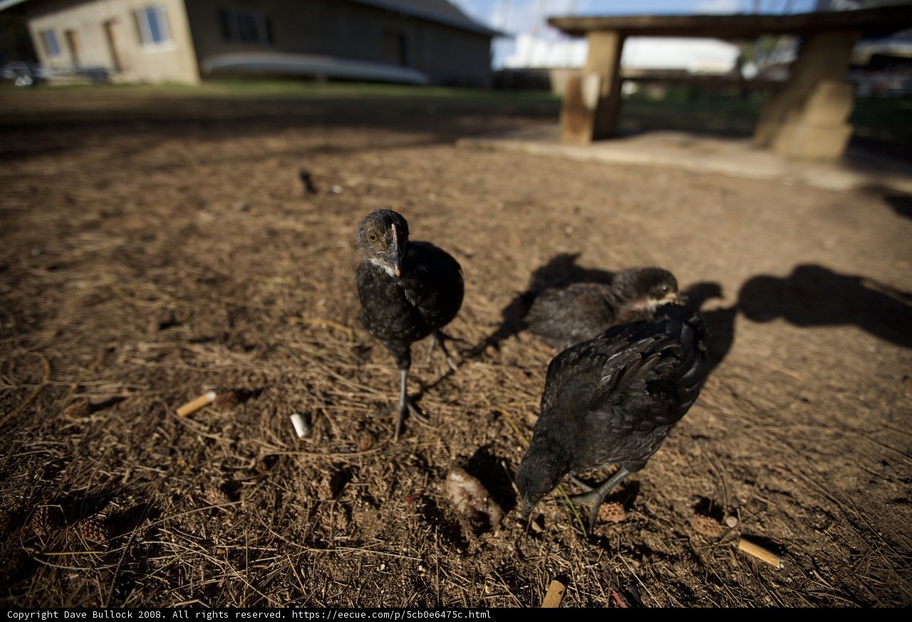 Flock of Ground-Pecking Chickens