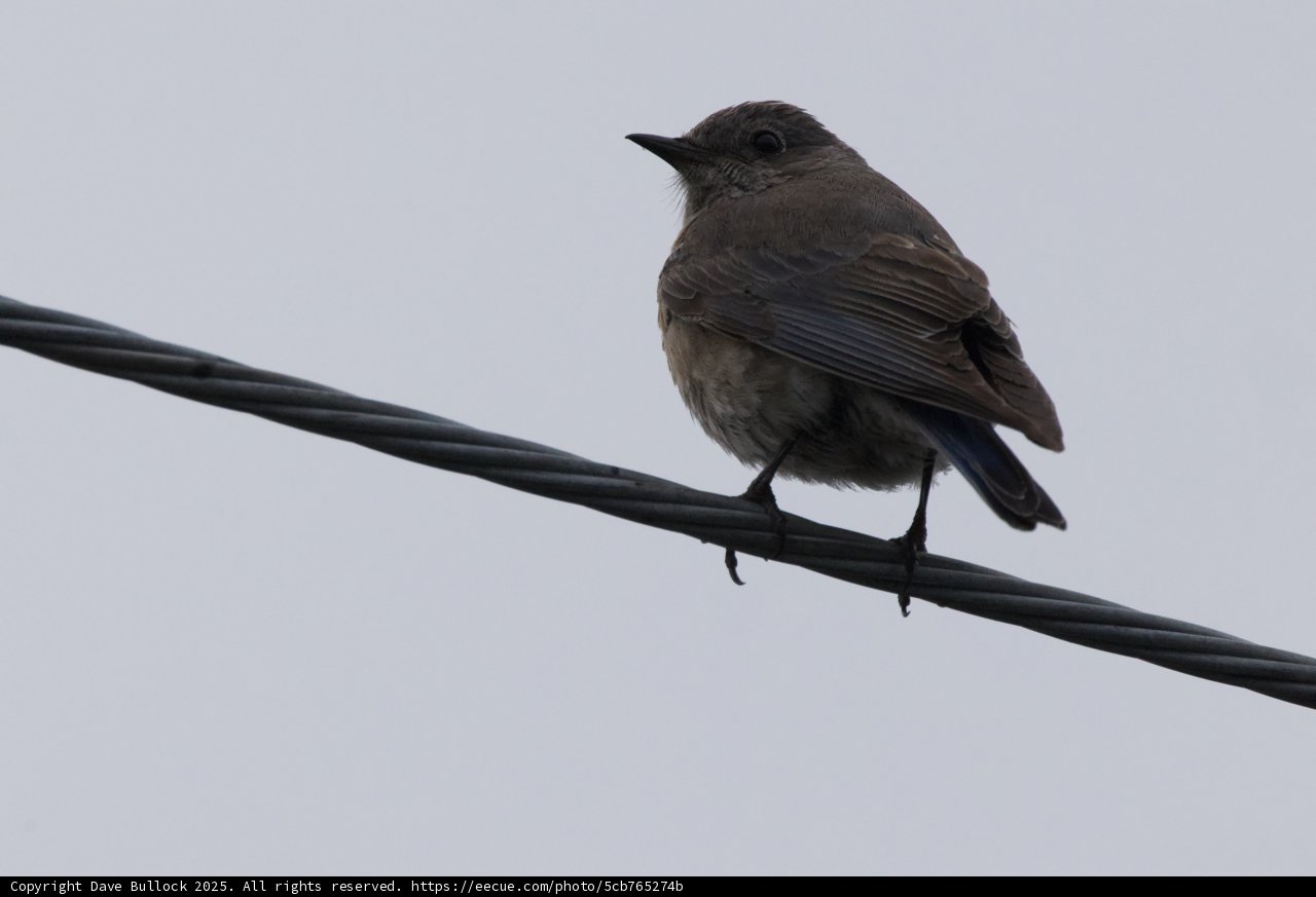 Perched on a Wire