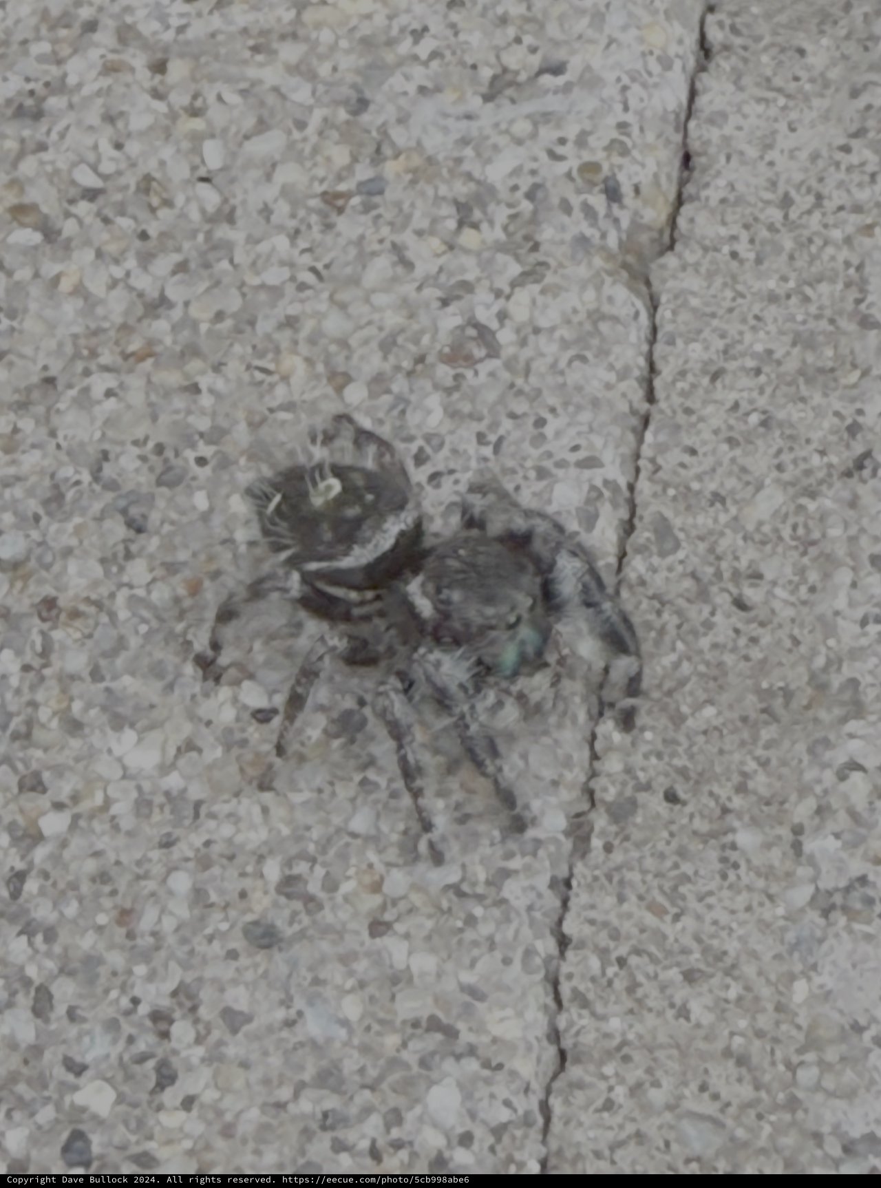 Small Crab Camouflaged on Concrete Surface