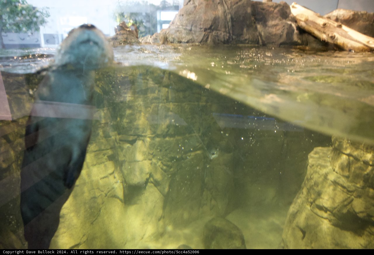 The Majestic San Francisco Zoo Otter Encounter