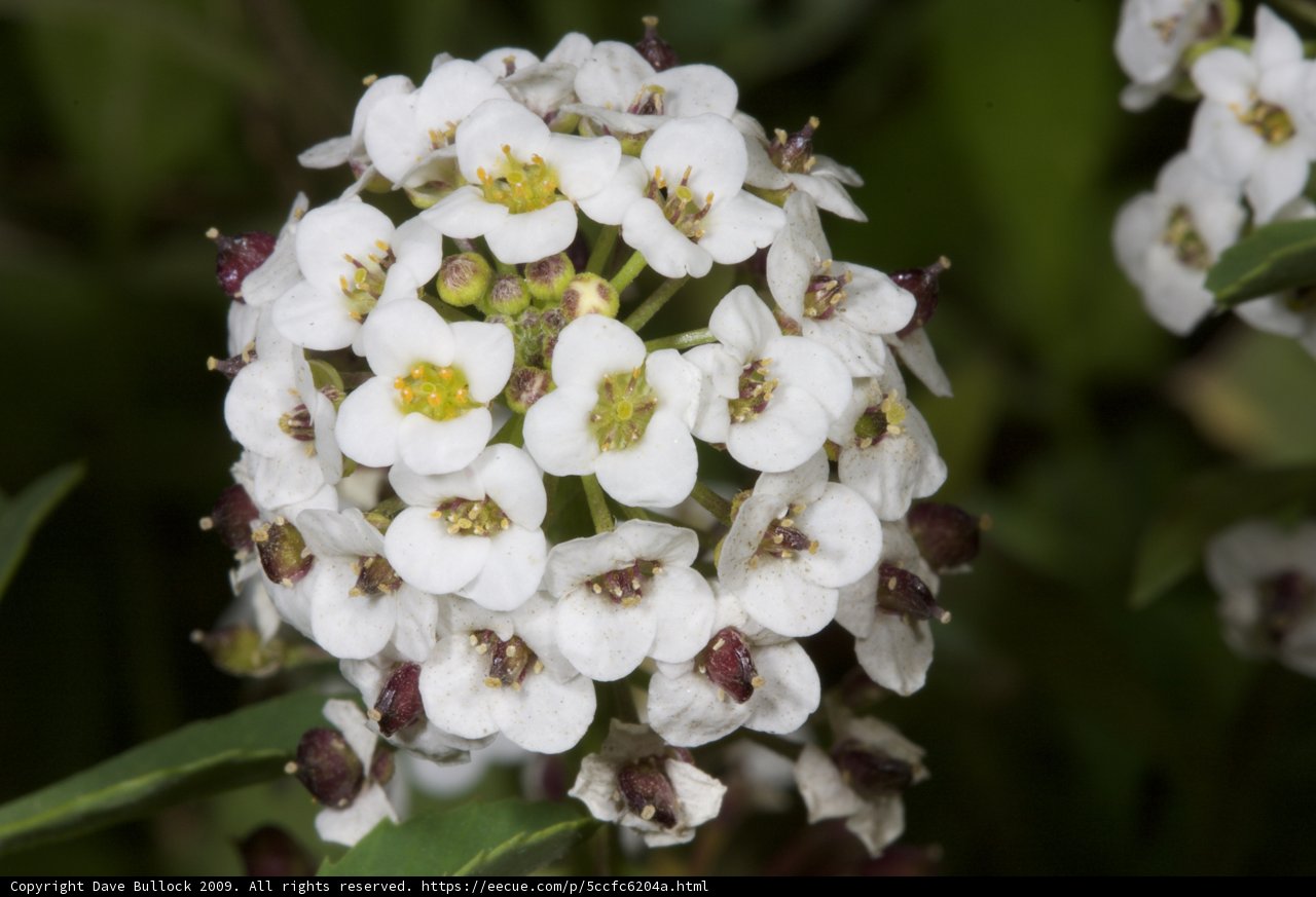 Close up of a White Geranium Flower