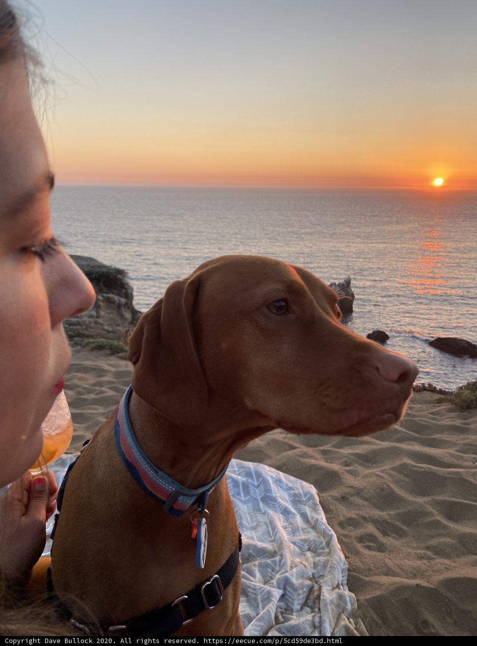 A Sunset Moment with Our Furry Friends