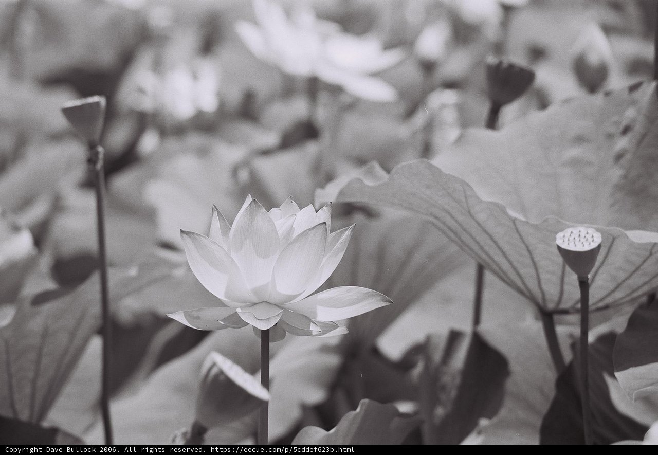 Delicate Blooms