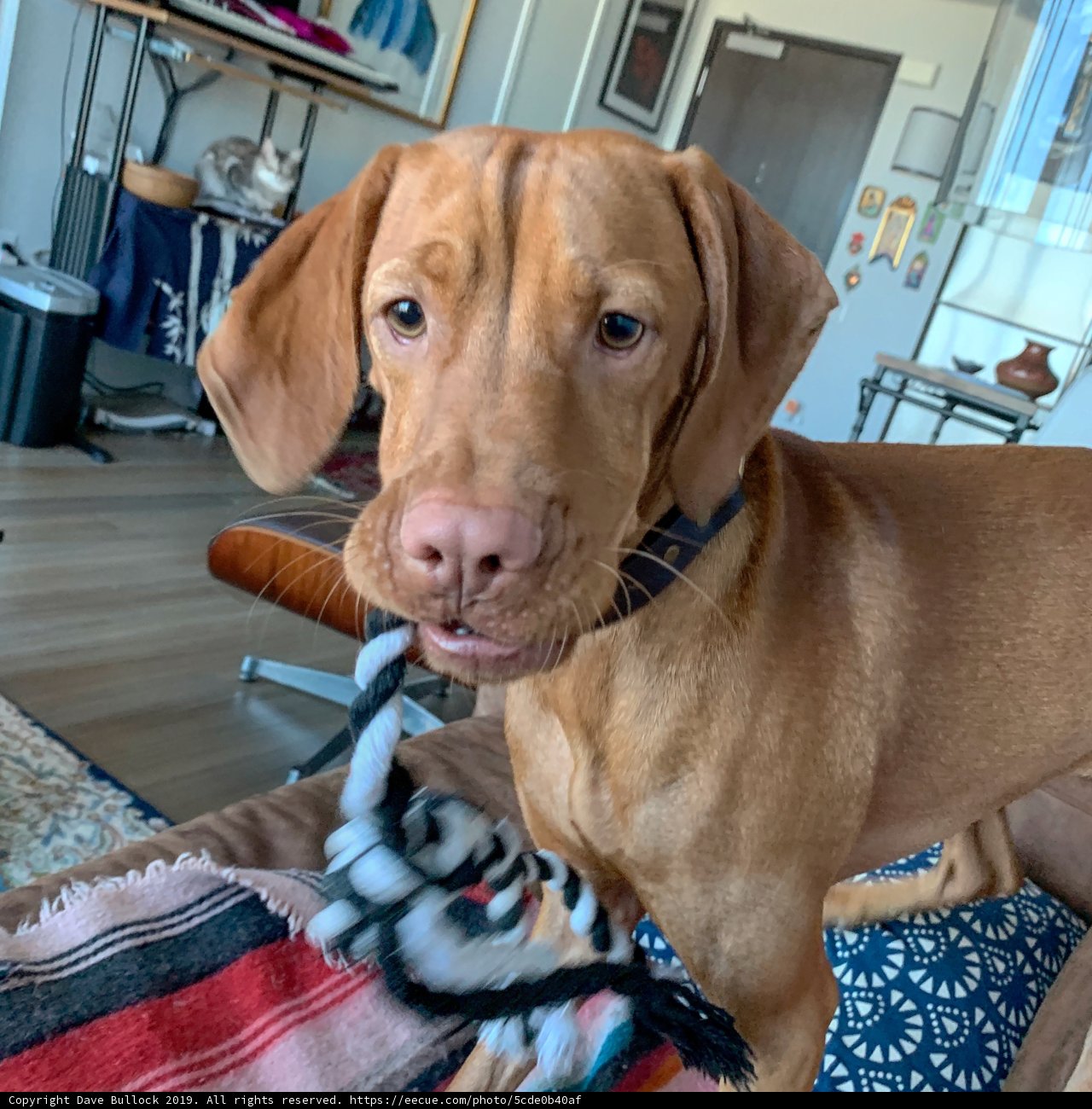 Resting Pup with Toy