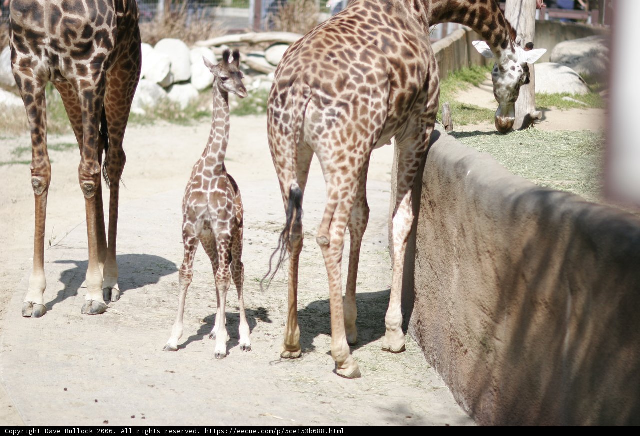 A Loving Moment Between Mother and Baby Giraffe