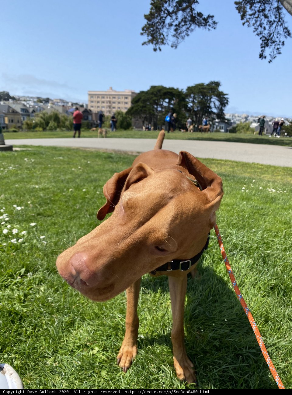 Majestic Vizsla in Alamo Square