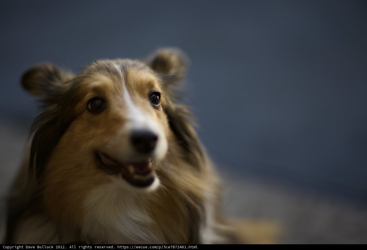 Smiling Collie