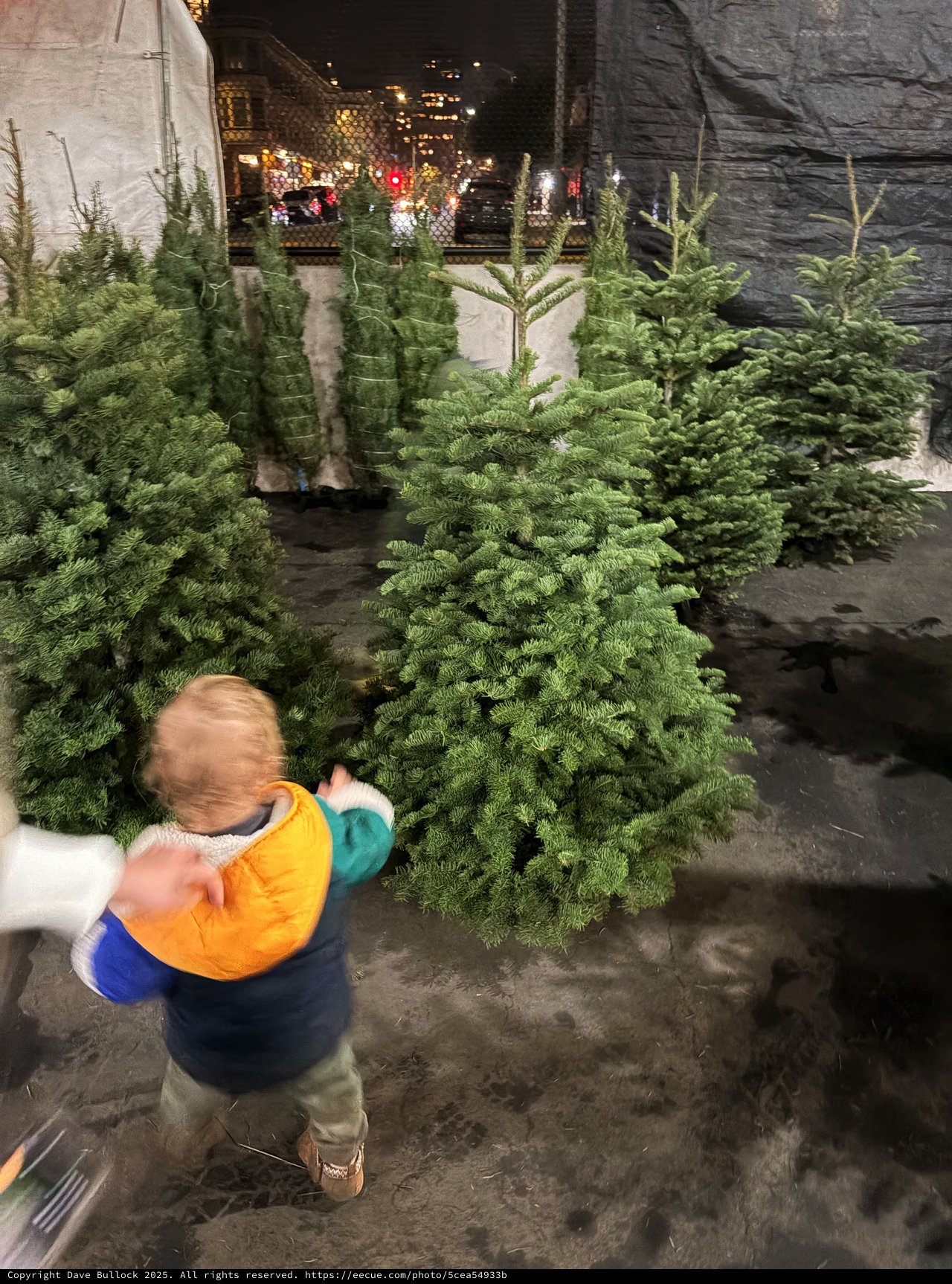 Young Child Selecting Christmas Tree at Holiday Market