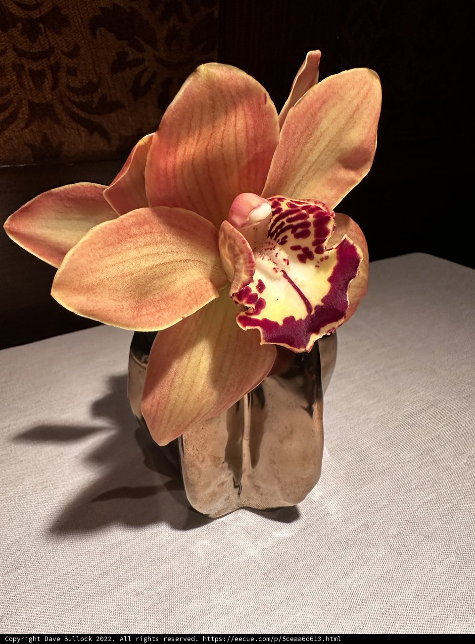 Orchids in Bloom