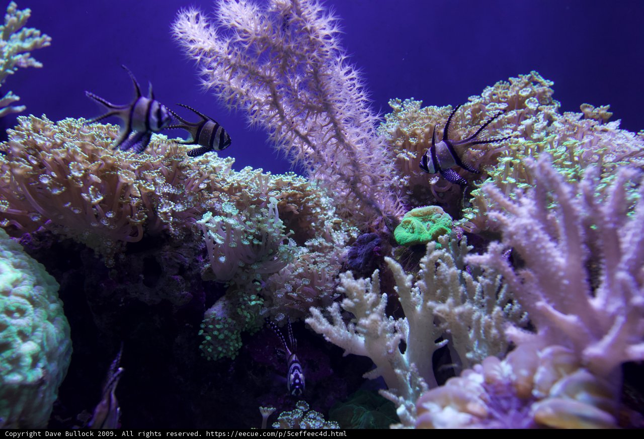 The Vibrant Underwater World of a Coral Reef
